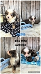 ASDR mini Aussies