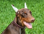 Doberman pup (Boots)
