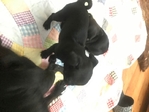 Pug puppies