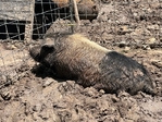 Kunekune pigs