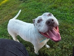Pitbull Heeler mix
