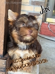 Extra Fluffy AKC Male Chihuahuas