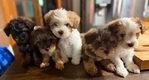 Mogwai (Yorkipoo)