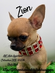 AKC Mini Male Applehead Chihuahua