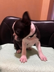 Frenchston Puppies
