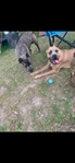 Female Cane Corso!