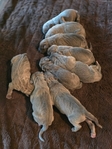 Formentino Cane Corso Puppies!