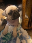 Pug Puppys 7 weeks old