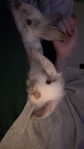 Tumak/new Zealand Rex mix rabbits and bunnies.