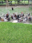 Baby chicks