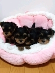 Healthy, playful Yorkshire Terrier (Yorkie) puppies