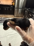 CKC Registered Purebred Yorkie Puppies