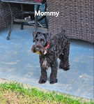 Miniature Schnauzers 1 Female,  4 Males