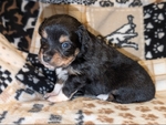 Toy Aussie Puppies!