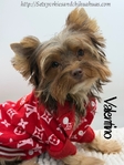 AKC Registered Mini Male Chocolate & Tan Yorkie