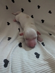 Miniature Daschunds