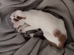 Girl Kitten Friendly Affectionate Purrs