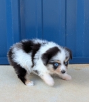 Toy Australian Shepherd male registered