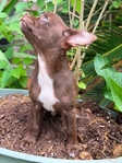 AKC Applehead Male Chocolate Chihuahua