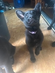 German shepherd puppy