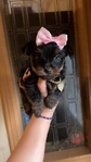 Tiny yorkies