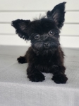 Yorkie Pup