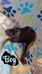 AKC bloodline Doberman puppies