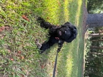 Goldendoodle puppy for sale