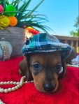 Beautiful Dauschund puppies ( 2 different  litters)