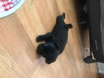 Pug puppies