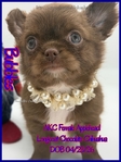 Stunning Tiny AKC Longcoat Applehead Male Chihuahuas