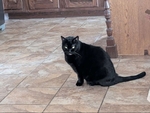 Free 7 cats