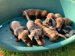 Miniature Dachshund puppies