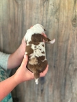 Australian shepherd’s