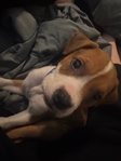 Lost Dog