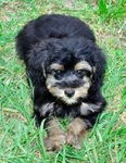 Snorkie Puppies 1/2 toy schnauzer 1/2 Yorkie