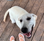 AKC Lab female