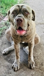 3-Year-Old Purebred Neapolitan Mastiff Female For Sale