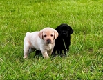 AKC Lab Puppies