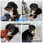 Mini aussies
