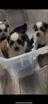 super cute shih tzu puppies