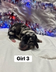 Dachshund/rat terrier