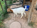 Boer goats. Reduced price