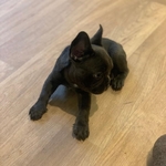 Gorgeous French Bulldog Puppies For Sale