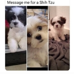 Beautiful ShihTzu. Pups and Adults Available.