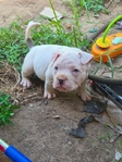 Bully PitBull Puppies