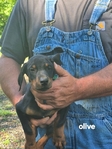 AKC Doberman Pinscher puppies