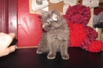ragdoll kittens for sale