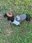 Tiny dachshund