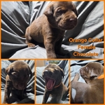 AKC Labrador Retriever Puppies